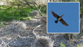 Atak na siedlisko kormoranów na Jeziorze Tonowskim. Zawiadomiono prokuraturę