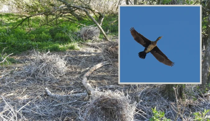 Atak na siedlisko kormoranów na Jeziorze Tonowskim. Zawiadomiono prokuraturę