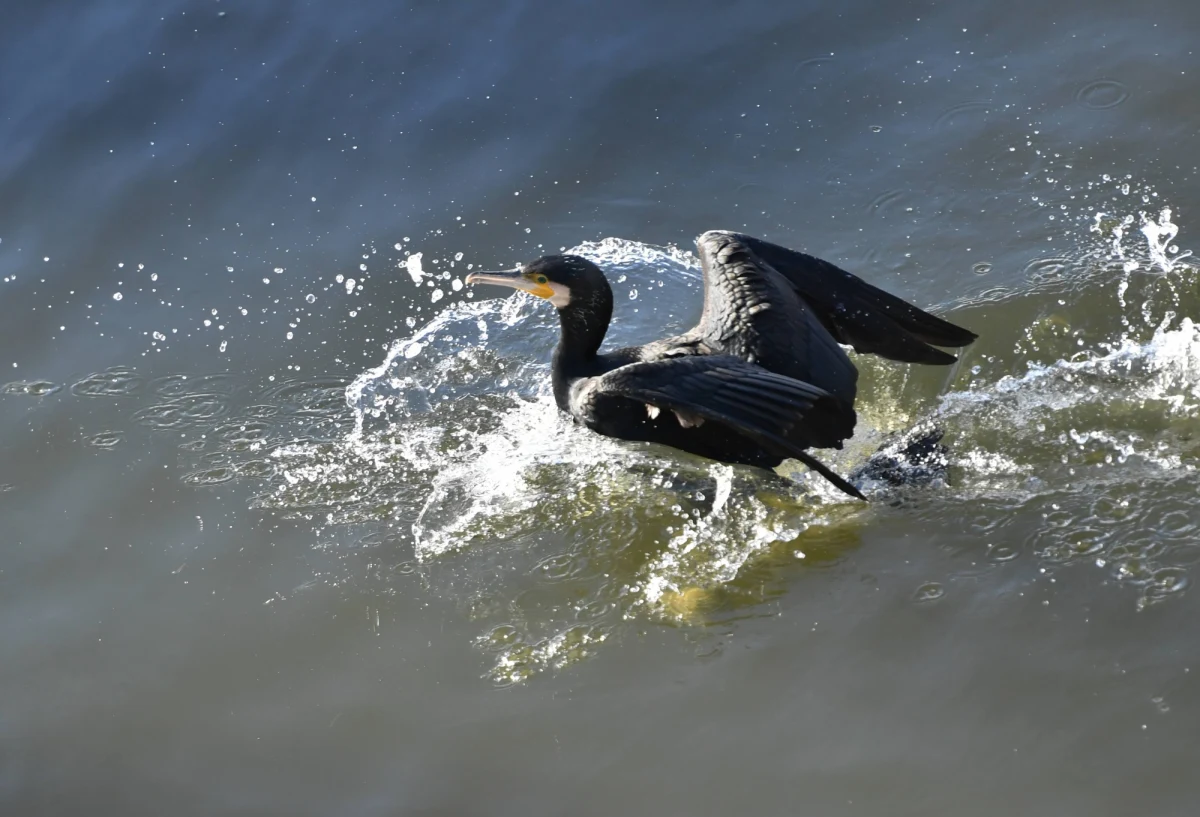 Aż 110 strąconych gniazd kormoranów, ok. 300 zabitych piskląt i kilkadziesiąt rozbitych jaj znaleźli na wyspie na Jeziorze Tonowskim (woj. kujawsko-pomorskie) przyrodnicy współpracujący z Polskim Towarzystwem Ochrony Przyrody "Salamandra".