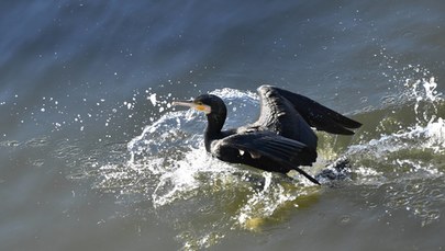 Setki zabitych piskląt kormoranów na Jeziorze Tonowskim