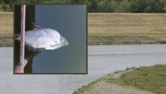 150 śniętych ryb w Odrze. Wojewoda apeluje do wędkarzy 