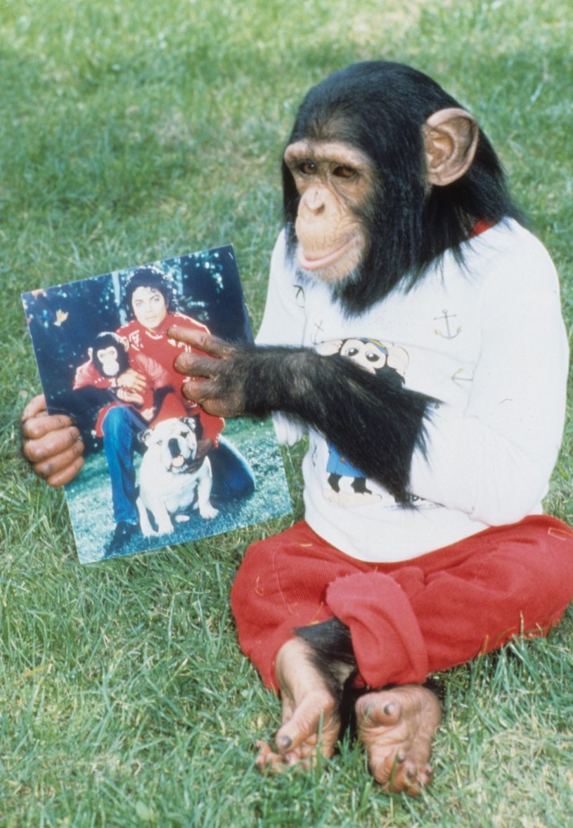 Bubbles, szympans należący kiedyś do Michaela Jacksona, obchodził 40. urodziny. Z tej okazji wyprawiono mu huczne przyjęcie. Impreza odbyła się w Centrum Małp Człekokształtnych (Center for Great Apes) w Wachula na Florydzie, gdzie Bubbles mieszka od 2005 roku.