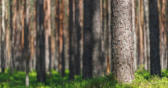 15 maja w Sopocie ruszą kilkumiesięczne konsultacje społeczne dotyczące przyszłości sopockich lasów. Miasto chciałoby utworzenia na ich terenie rezerwatu. Ma to być sposób przeciwdziałania prowadzonej od lat na dużą skalę wycince drzew w trójmiejskich, w tym wypadku sopockich, lasach.