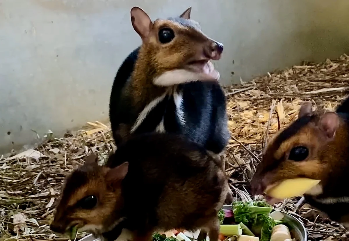 ​Urodzony w grudniu we wrocławskim zoo kanczyl filipiński to samiec - poinformowali we wtorek pracownicy wrocławskiego ogrodu. We wszystkich ogrodach zoologicznych na świecie są tylko dwa inne samce tego gatunku, a wszystkich osobników jest łącznie 14.