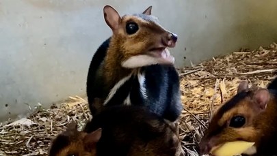Myszojeleń z wrocławskiego zoo jest samcem. To wielki sukces!