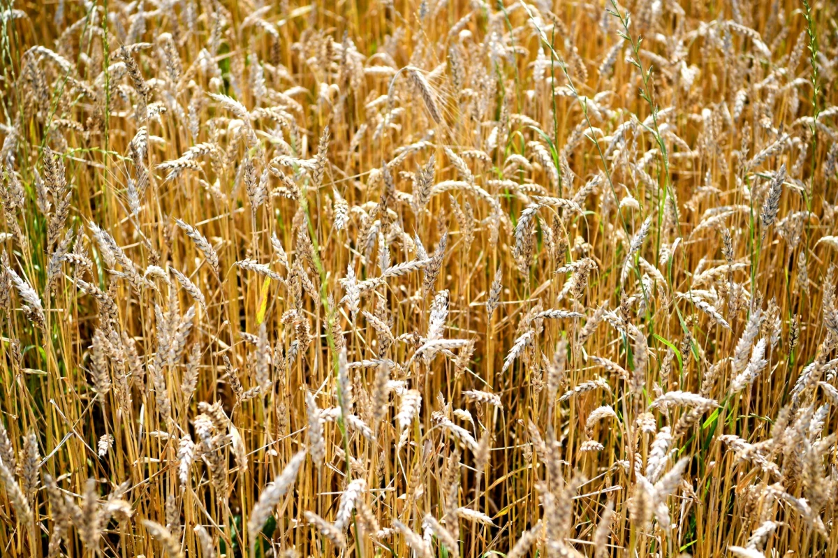 Komisja Europejska formalnie wprowadziła dzisiaj zakaz importu do Polski, Bułgarii, Rumunii, Słowacji i Węgier pszenicy, kukurydzy, rzepaku i nasion słonecznika z Ukrainy. Dozwolony pozostaje tranzyt tych produktów. 