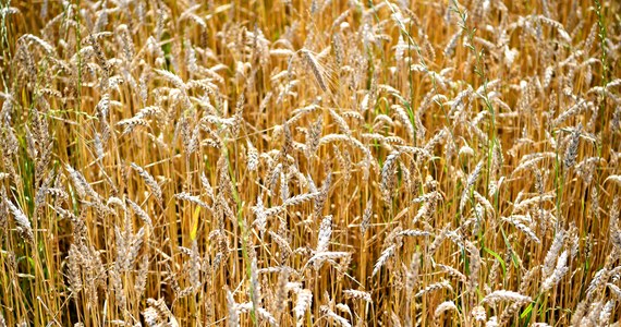 Komisja Europejska formalnie wprowadziła dzisiaj zakaz importu do Polski, Bułgarii, Rumunii, Słowacji i Węgier pszenicy, kukurydzy, rzepaku i nasion słonecznika z Ukrainy. Dozwolony pozostaje tranzyt tych produktów. 
