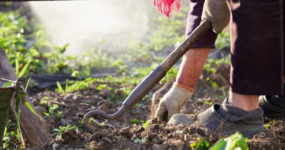 "Obawiamy się majowych przymrozków" - mówią RMF FM sadownicy z południa Mazowsza. Gwałtowny spadek temperatury może zniszczyć część dojrzewających owoców i warzyw.