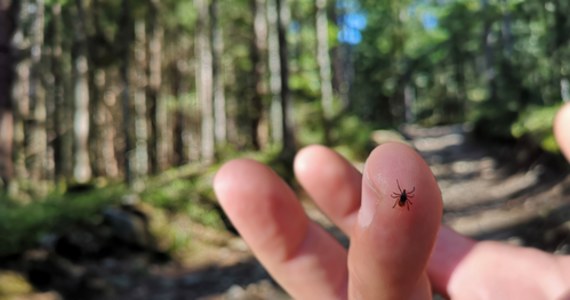 Kleszcze przenoszą nie tylko boreliozę i kleszczowe zapalenie mózgu, ale także inne choroby, np. neoerlichiozę. Zespół naukowców z Uniwersytetu Warmińsko-Mazurskiego (UWM) prowadzi badania nad bakteriami wywołującymi u ludzi tę mało jeszcze poznaną chorobę.