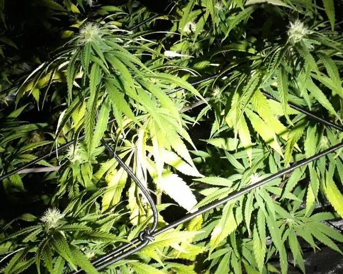 18 krzewów konopi indyjskich wykryli policjanci na posesji w Wieliczce. Uprawą zajmował się 34-letni mężczyzna. W mieszkaniu policjanci znaleźli również susz konopi, suszone grzyby halucynogenne, pojemnik z ciasteczkami z nadzieniem z marihuany oraz listki LSD.