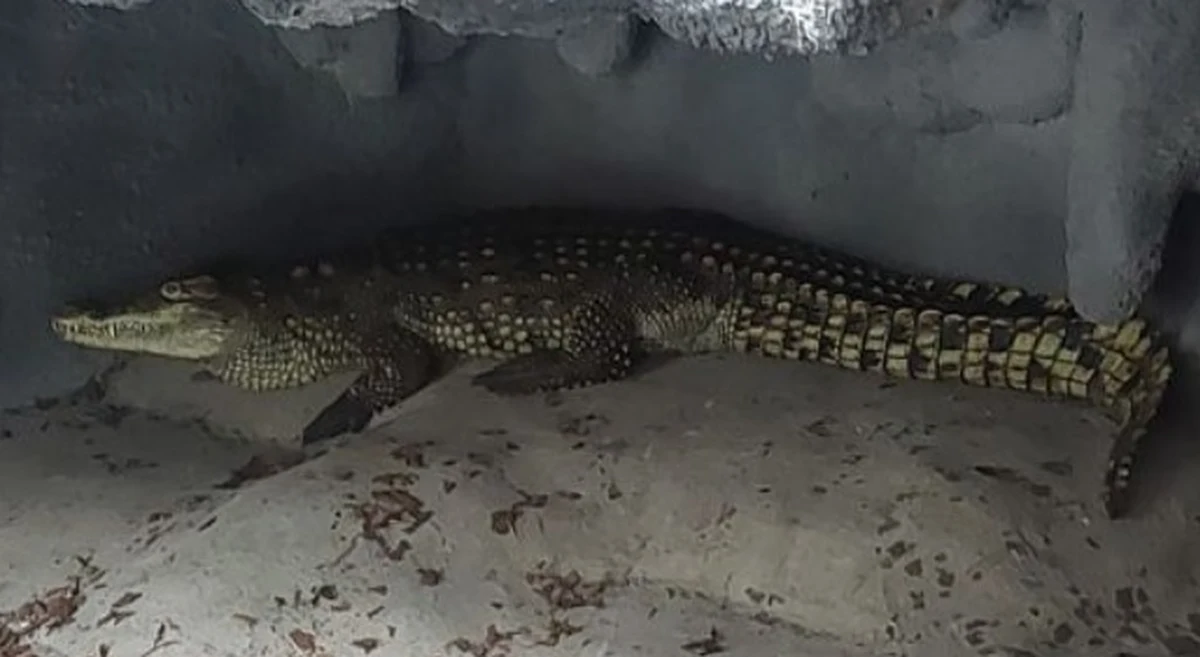 Dwa krokodyle nilowe znaleźli strażacy po wypompowaniu wody z basenu na prywatnej posesji w Sosnowcu. Jeden był martwy, a drugi znalazł schronienie w poznańskim zoo. 