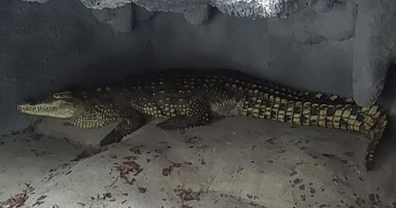 Dwa krokodyle nilowe znaleźli strażacy po wypompowaniu wody z basenu na prywatnej posesji w Sosnowcu. Jeden był martwy, a drugi znalazł schronienie w poznańskim zoo. 