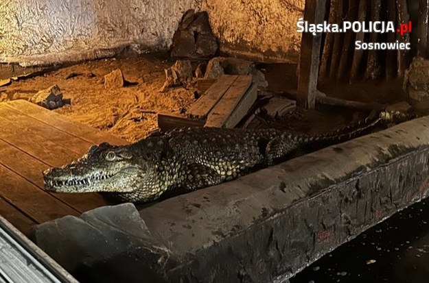 /Śląska policja /