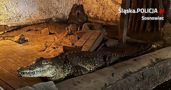 Do 5 lat więzienia grozi mieszkańcowi Sosnowca, który nielegalnie przetrzymywał krokodyla nilowego. Zwierzę zostało odebrane przez policjantów i trafiło pod opiekę zoo w Poznaniu.