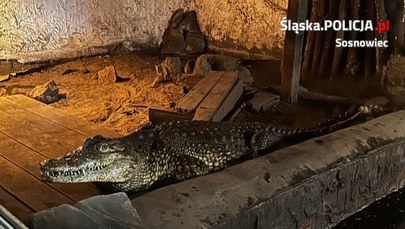 54-latek trzymał krokodyle na prywatnej posesji. Grozi mu 5 lat więzienia