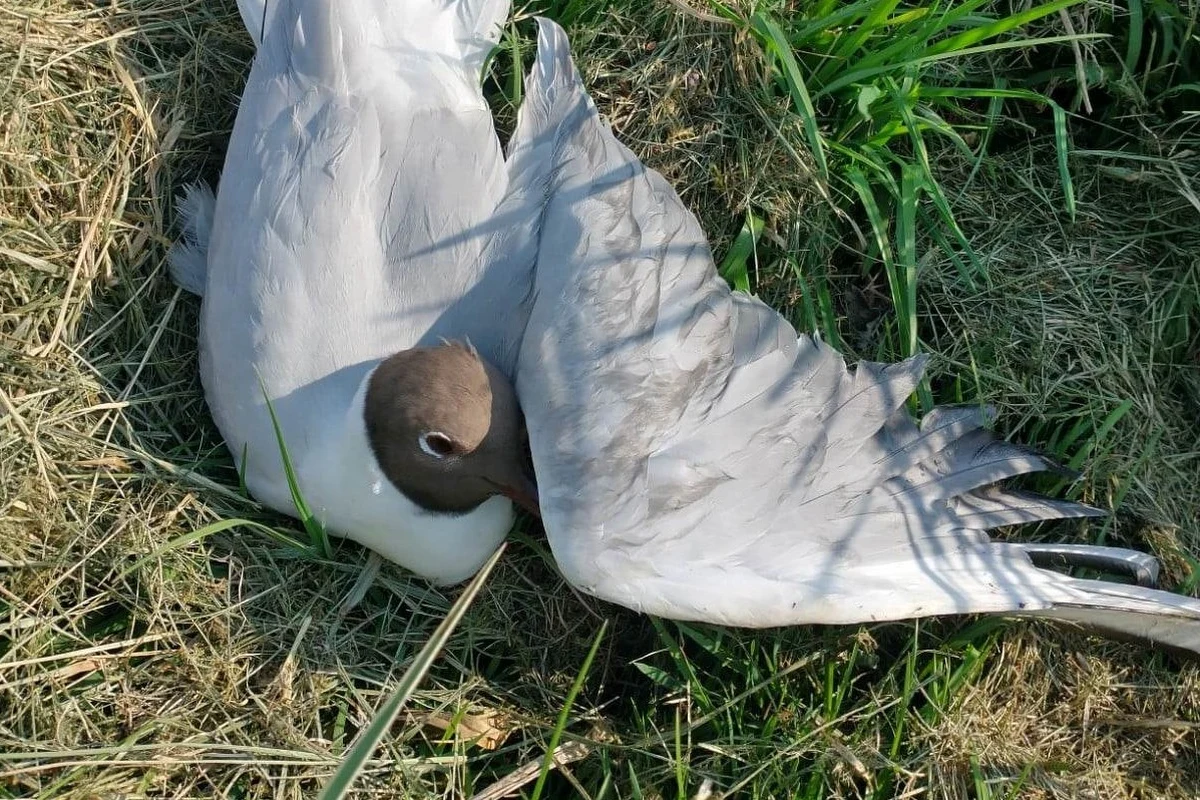 To nie zatrucie, a wysoce zjadliwa grypa ptaków była przyczyną padania kolonii mew. Martwe ptaki zauważono w zeszłym tygodniu na sztucznej wyspie "Ptasia Ostoja" na zbiorniku retencyjnym w Gołdapi. 