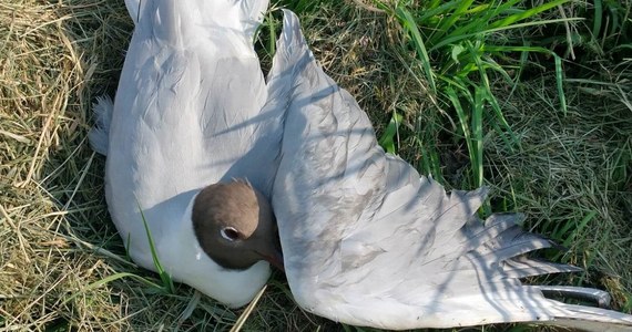 To nie zatrucie, a wysoce zjadliwa grypa ptaków była przyczyną padania kolonii mew. Martwe ptaki zauważono w zeszłym tygodniu na sztucznej wyspie "Ptasia Ostoja" na zbiorniku retencyjnym w Gołdapi. 