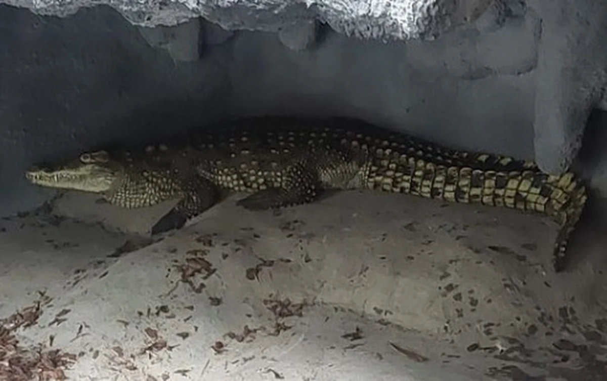 Policja pod nadzorem prokuratury zajęła się sprawą dwóch krokodyli, które miał na swoim podwórku mieszkaniec Sosnowca. Jedno z tych zwierząt przewieziono do zoo w Poznaniu, drugie niestety padło. Na tym samym podwórku policja znalazła też dwa inne padłe zwierzęta.