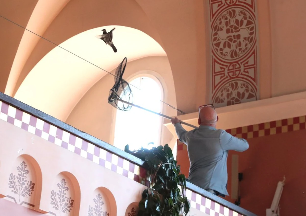 Z kilkunastominutowym opóźnieniem rozpoczęła się matura w I Liceum Ogólnokształcącym w Szczecinie. Zamieszanie spowodował... gołąb. 