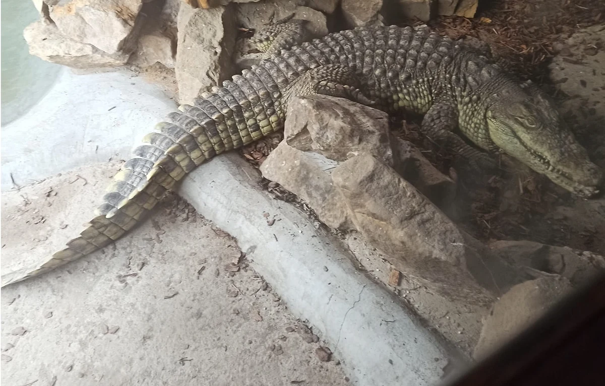 Pracownicy poznańskiego ogrodu zoologicznego opiekują się krokodylem znalezionym w garażu na jednej z posesji w Sosnowcu. Zwierzę przebywało tam w dramatycznych warunkach.