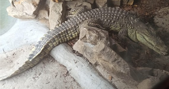 Pracownicy poznańskiego ogrodu zoologicznego opiekują się krokodylem znalezionym w garażu na jednej z posesji w Sosnowcu. Zwierzę przebywało tam w dramatycznych warunkach.
