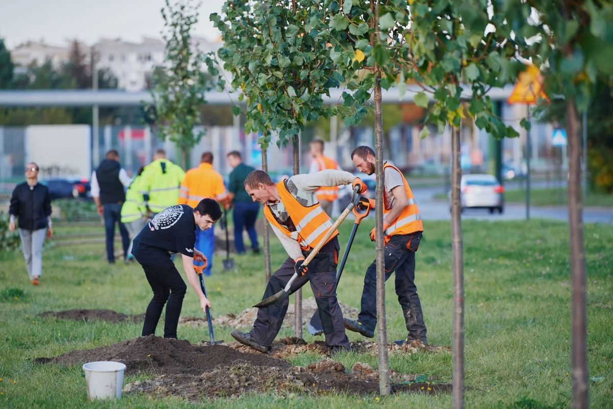 W tym roku Łódź wzbogaci się o niemal 60 tysięcy drzew. To dzięki akcji dosadzania drzew wzdłuż ciągów komunikacyjnych i przy nowych inwestycjach. Łodzianie sami wybrali, gdzie najpierw pojawią się nowe drzewa i jest to ulica Maratońska. Sadzenie rozpocznie się w poniedziałek.