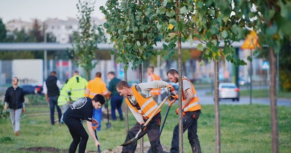 W tym roku Łódź wzbogaci się o niemal 60 tysięcy drzew. To dzięki akcji dosadzania drzew wzdłuż ciągów komunikacyjnych i przy nowych inwestycjach. Łodzianie sami wybrali, gdzie najpierw pojawią się nowe drzewa i jest to ulica Maratońska. Sadzenie rozpocznie się w poniedziałek.