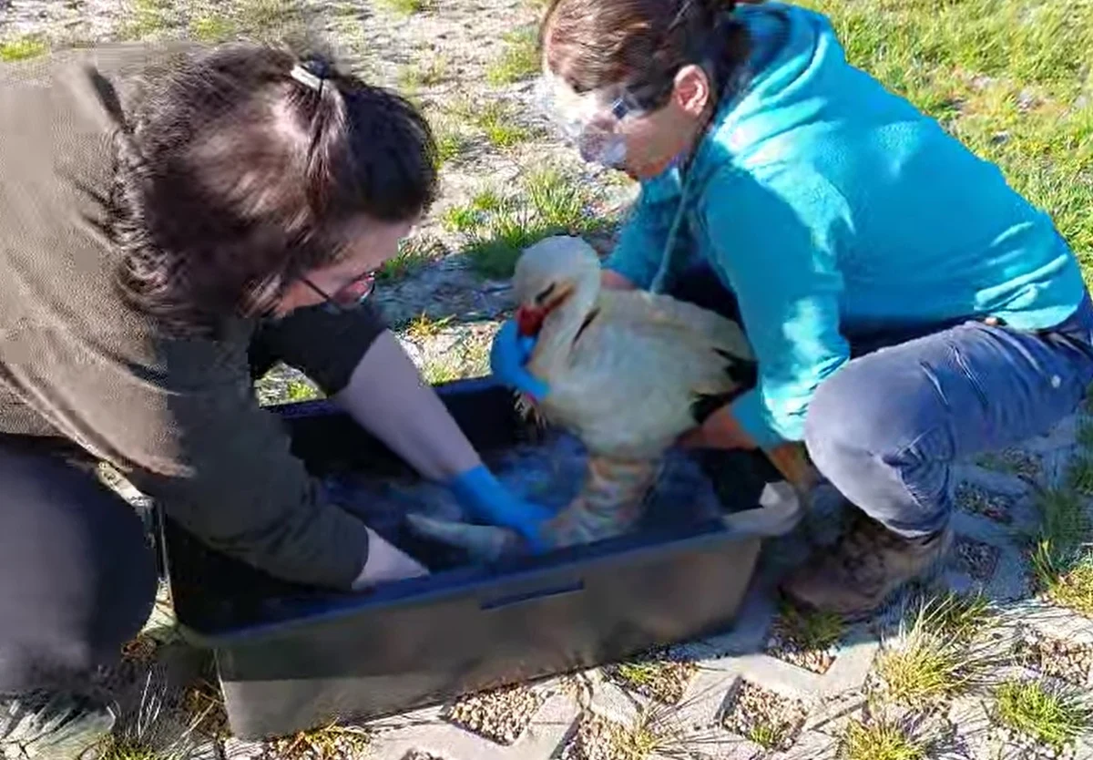 Pracownicy Leśnego Ośrodka Rehabilitacji Zwierząt Nadleśnictwa Piotrków uratowali bociana. Ptak najprawdopodobniej wpadł do marynaty na grilla. 