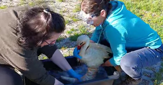 Pracownicy Leśnego Ośrodka Rehabilitacji Zwierząt Nadleśnictwa Piotrków uratowali bociana. Ptak najprawdopodobniej wpadł do marynaty na grilla. 