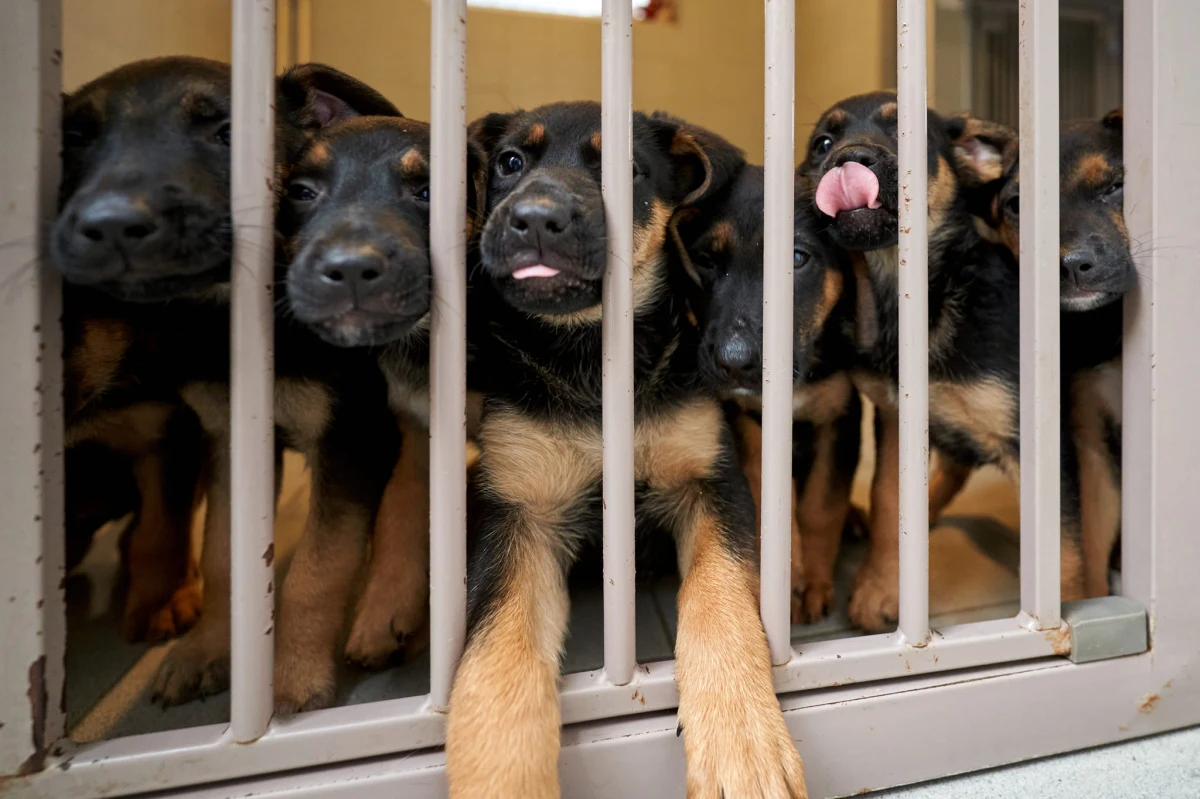 Schronisko dla Bezdomnych Zwierząt we Wrocławiu apeluje o karmę dla psów i kotów. Wiosna to trudny czas. W schroniskowym magazynie robi się pusto. A potrzeby są ogromne.