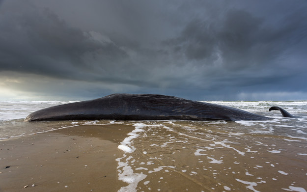 Makabryczna "atrakcja turystyczna" w Anglii. Martwy gigant na brzegu
