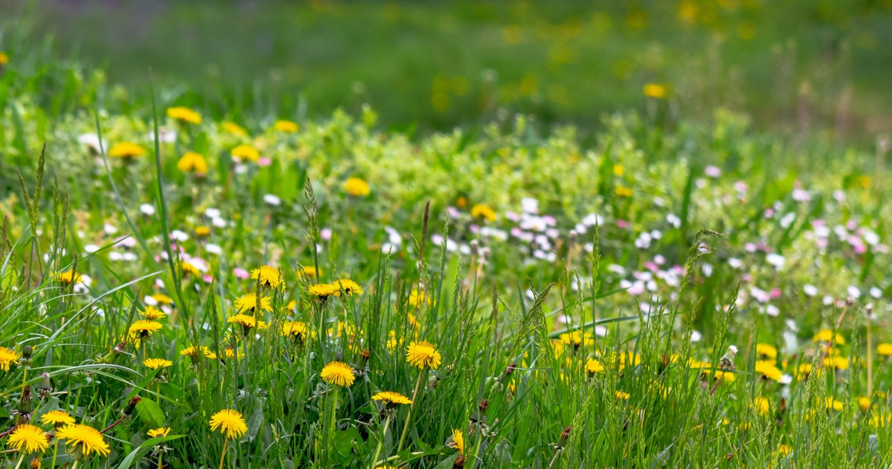 W tym miesiącu mają największą moc. Jakie zioła zbierać w czerwcu?