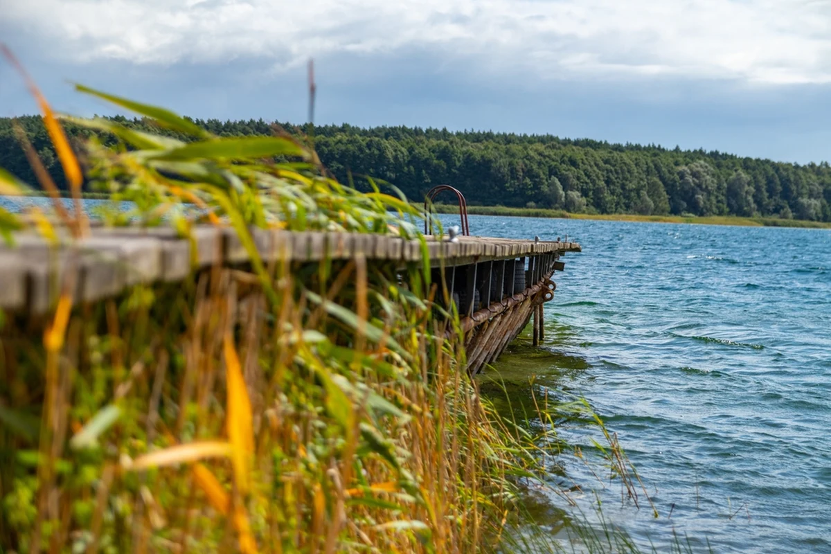 ​Blisko 200 martwych ptaków znaleziono w Jeziorze Powidzkim w Wielkopolsce. Większość padłych ptaków to mewy z wysepki znajdującej się nieopodal Powidza. Trwa sprawdzanie czy przyczyną śmierci ptaków była ptasia grypa.
