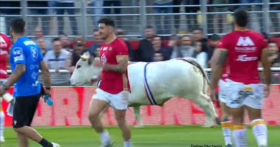 W trakcie rozgrzewki przed meczem rugby we Francji doszło do zaskakującej sytuacji. Na boisku nagle pojawił się byk, zawodnicy musieli przed nim uciekać. Całą sytuację uwieczniły telewizyjne kamery.