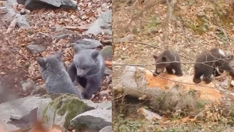 Wyjątkowe nagranie. Małe niedźwiedzie buszują w lesie