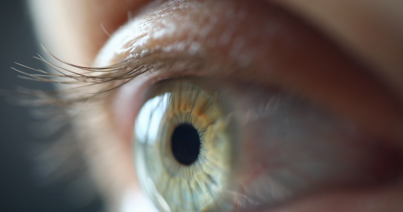 Nowa terapia siatkówczaka. Krople do oczu z egzosomami z nasienia świni