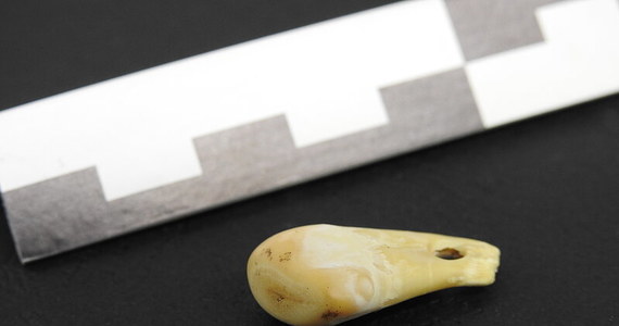 Prehistoryczne ludzkie DNA, liczące ok. 20 tys. lat, pobrano z zęba jelenia, który służył za wisiorek. Znaleziono go w jaskini Denisowej na Syberii. Naukowcy z międzynarodowego zespołu zastosowali nowatorską nieinwazyjną metodę pozyskania próbki materiału genetycznego – informuje „Nature”.