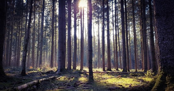 Ciepła pogoda i brak opadów sprawiły, że w północno-wschodniej części Polski, w niektórych leśnictwach obowiązuje trzeci, najwyższy stopień zagrożenia pożarowego. Na szczęście na razie nie ma zakazów wstępu do lasów.