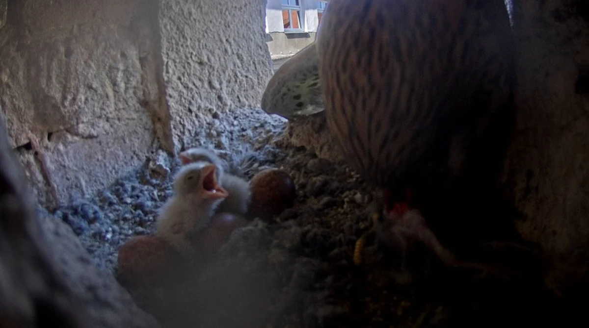 Na razie są dwa, ale będzie ich sześć. Pierwsze pisklęta wykłuły się w gnieździe, które znajduje się we wnęce gmachu szczecińskiego urzędu miasta. Przyjście na świat kolejnych młodych to kwestia godzin lub najdalej dni. 