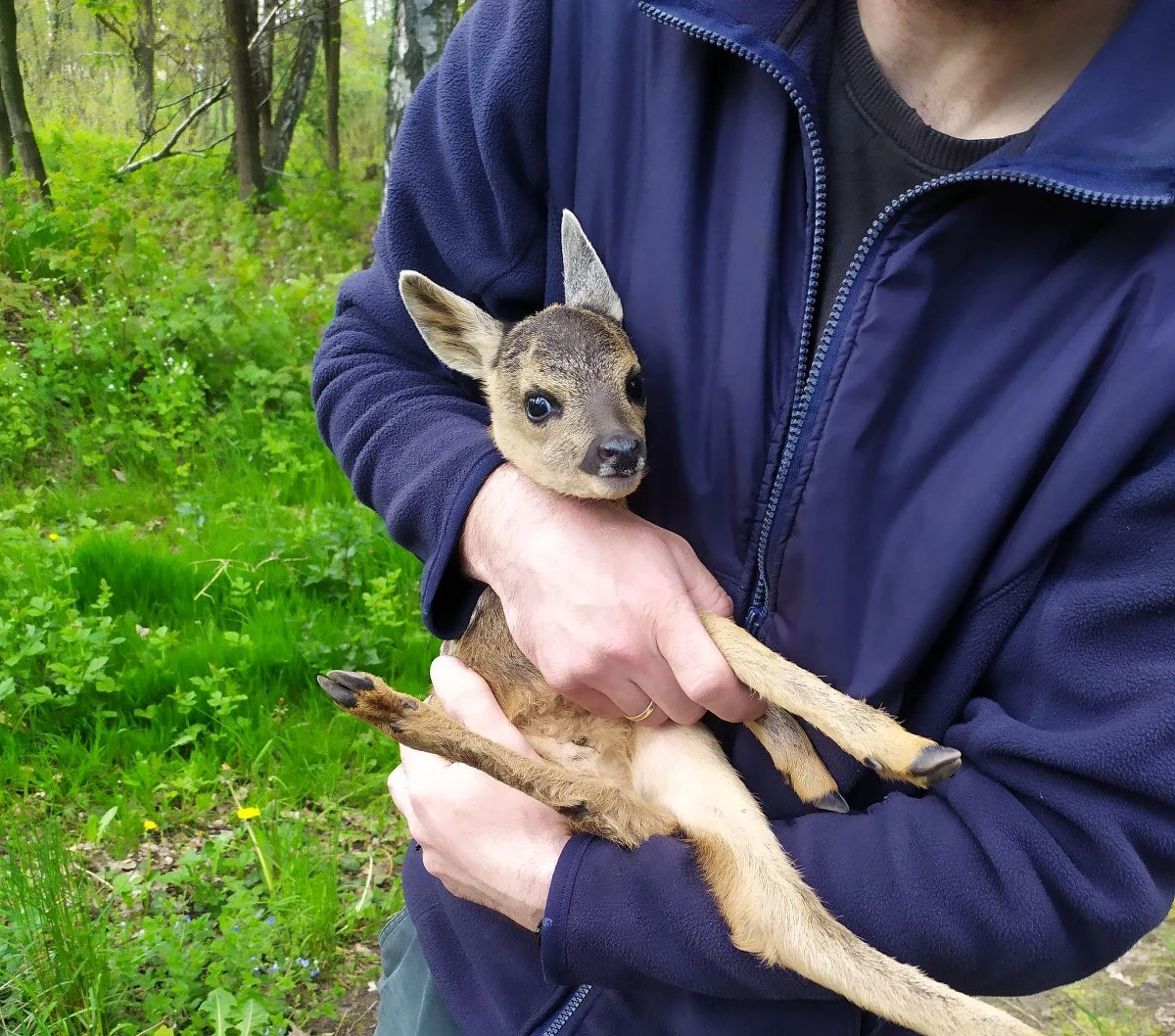 Małą sarenkę, która prawdopodobnie dopiero co przyszła na świat, znalazła przy ulicy Podgórki mieszkanka Krakowa. Strażnicy miejscy przekazali zwierzę pod opiekę specjalistów.

