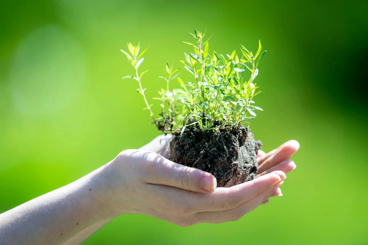 Wraca akcja Ekopoukładani, w ramach której mieszkańcy będą mogli wymienić stare elektrośmieci na sadzonki roślin. Pierwsza odsłona tegorocznego wydarzenia odbędzie się w sobotę, 13 maja, na Woli - poinformował stołeczny ratusz.