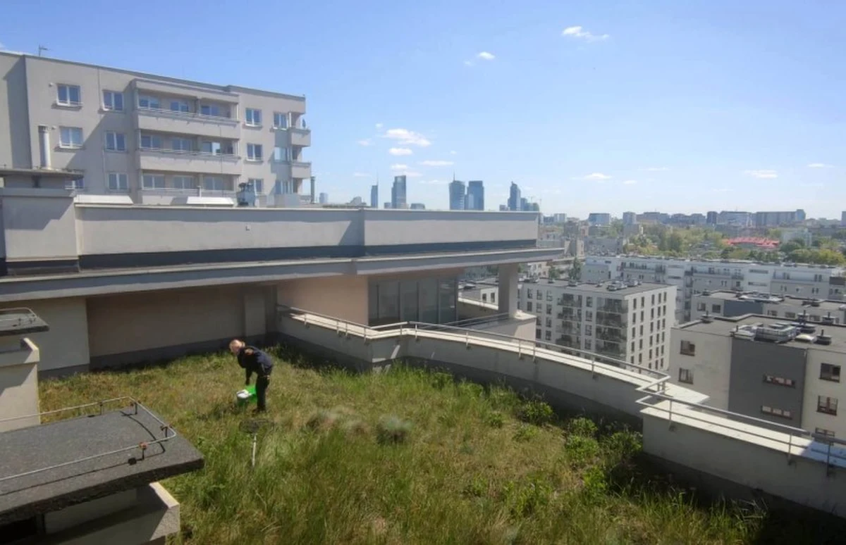 Na tarasie jednego z wieżowców na Woli zadomowiła się kaczka, którą mieszkańcy nazwali Bożenką. Wkrótce wykluły się małe kaczątka. Gdy cała rodzinka postanowiła się przenieść, pomogli im strażnicy miejscy.