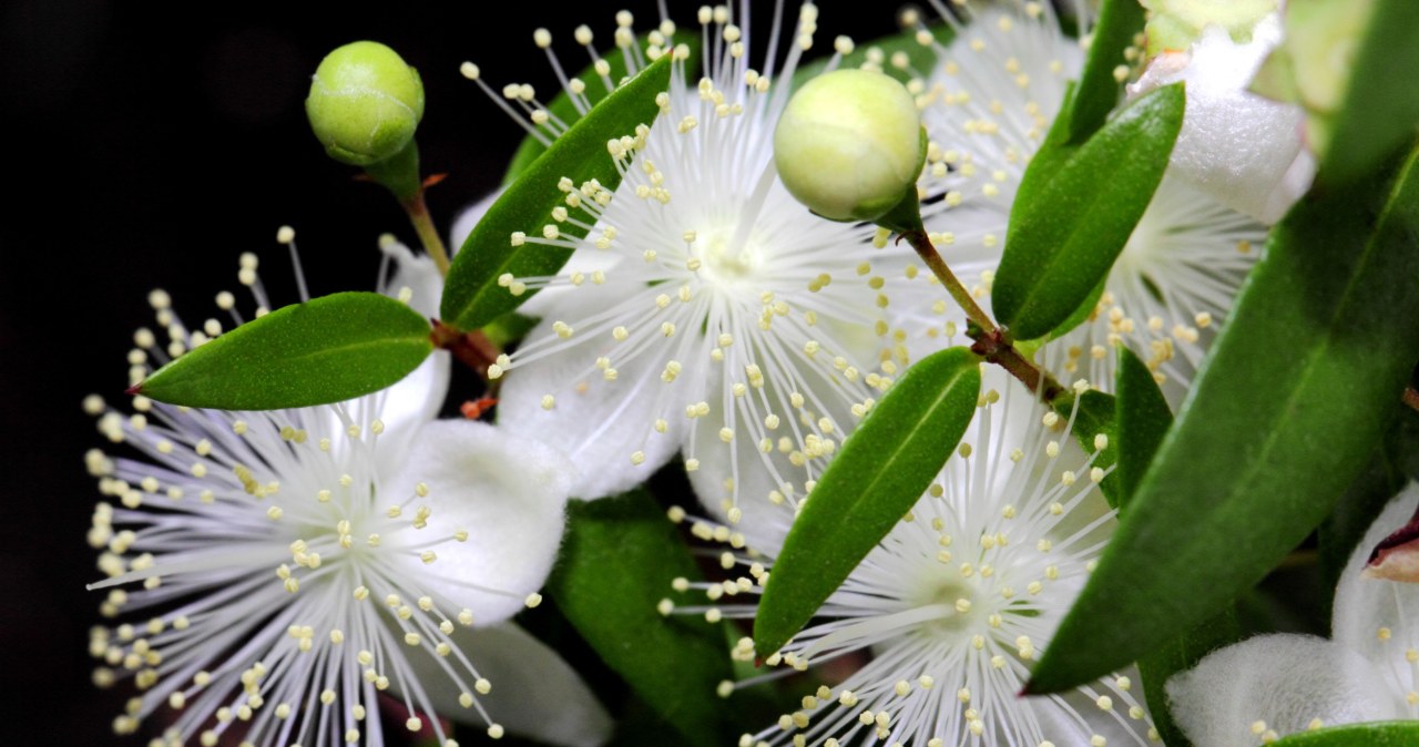 Nie możesz zasnąć lub budzisz się w nocy? Postaw w sypialni tę roślinę