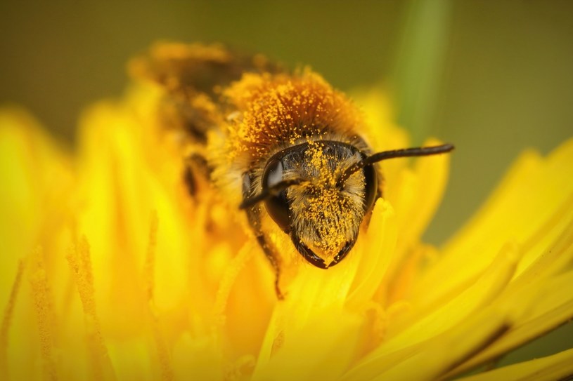 Pszczoły Rośliny i zwierzęta - najważniejsze informacje