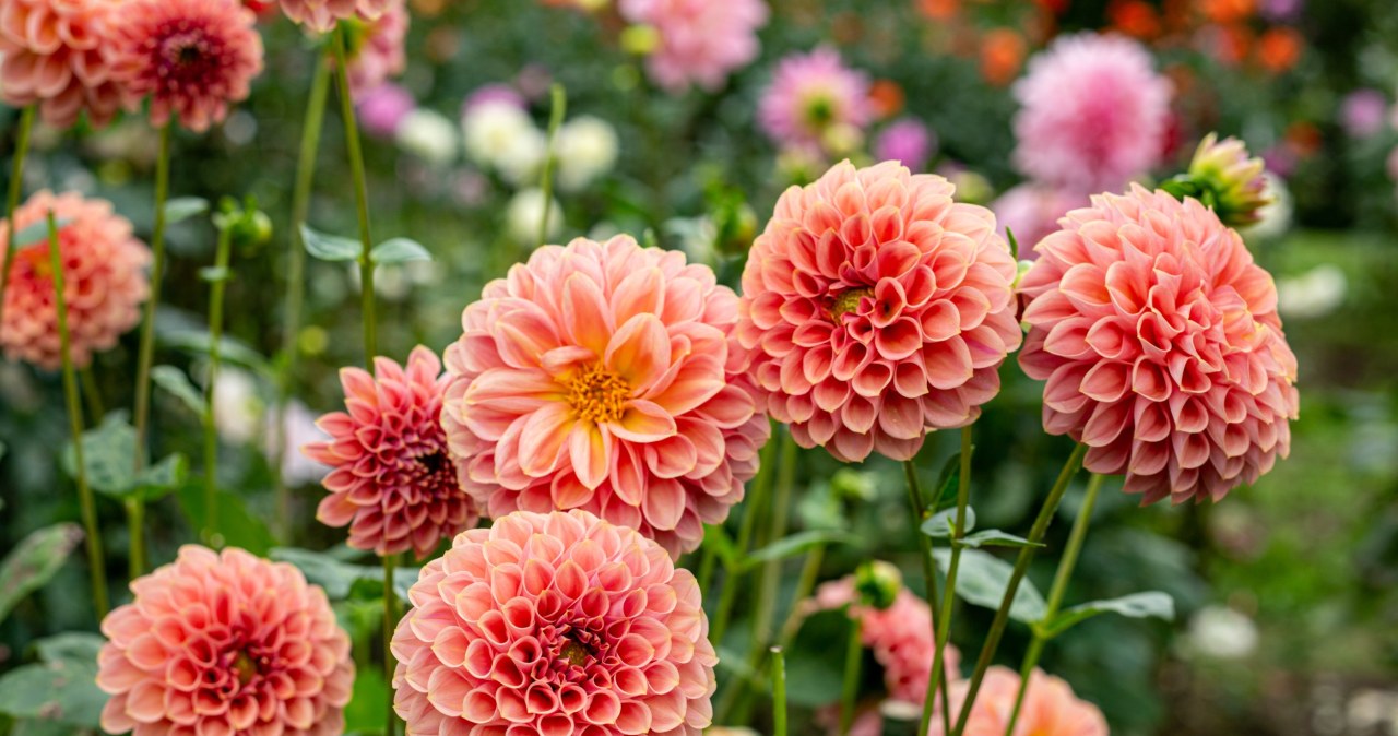 Dalie kwitnące aż do listopada? To możliwe, ale są warunki