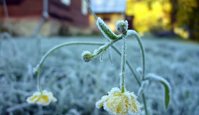 Kiedy są zimni ogrodnicy i zimna Zośka? Czy grożą nam przymrozki?