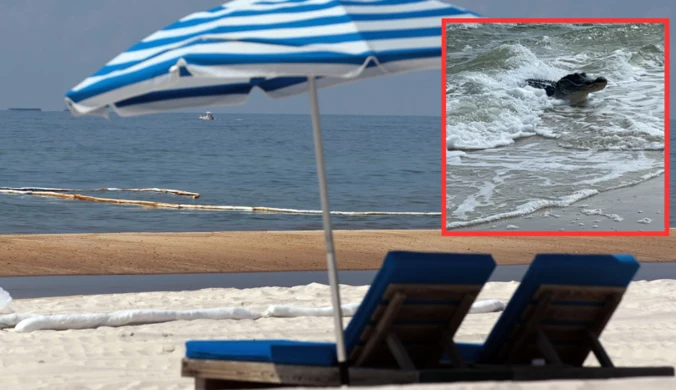 "Niecodziennie zdarza się coś takiego". Turyści na plaży przeżyli szok