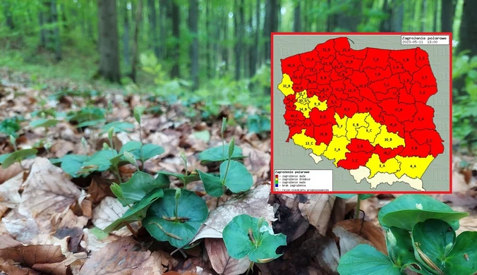 Ryzyko pożaru w lasach. Najwyższy stopnień zagrożenia na ogromnym obszarze