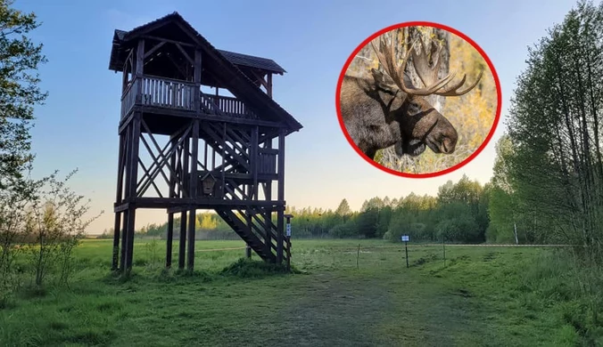 Chcieli sesji ślubnej z łosiem. Para młoda musiała uciekać