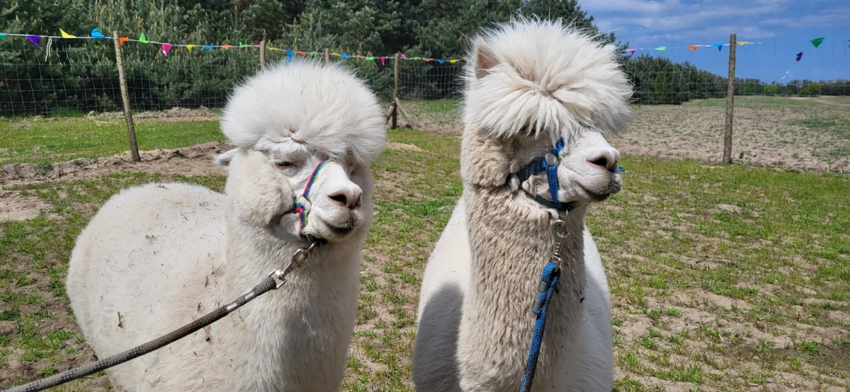 Centrum Leczenia Dzieci i Młodzieży z lubuskiego Zaboru chce pomagać swoim pacjentom poprzez obcowanie z naturą. Lekarze mają w planach stworzenie tam zagrody do alpakoterapii. Skorzystać z niej mieliby młodzi pacjenci, którzy zmagają się z różnymi problemami.
